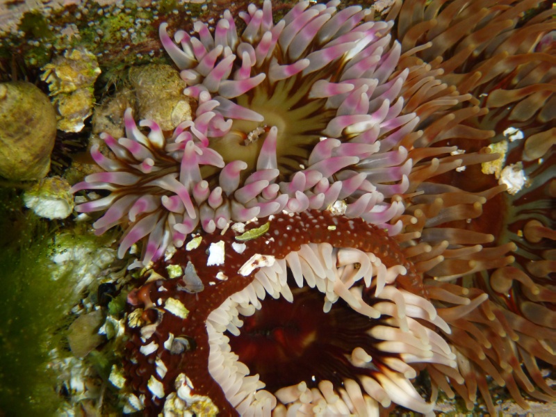 Det vokser mange vakre arter på bunnen i Polhavet. 